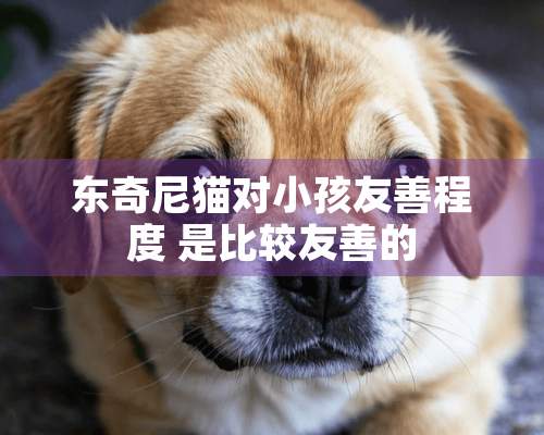 东奇尼猫对小孩友善程度 是比较友善的