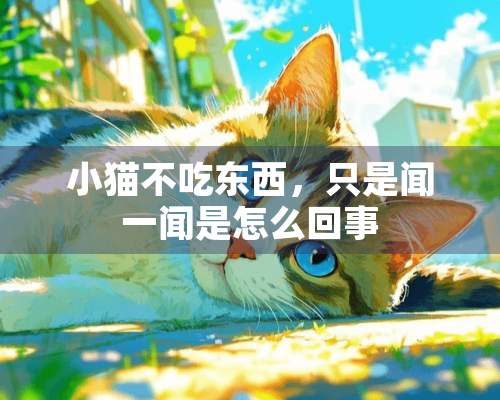 小猫不吃东西，只是闻一闻是怎么回事