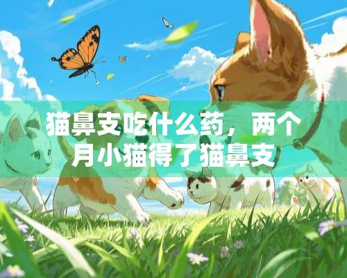 猫鼻支吃什么药，两个月小猫得了猫鼻支