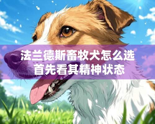 法兰德斯畜牧犬怎么选 首先看其精神状态