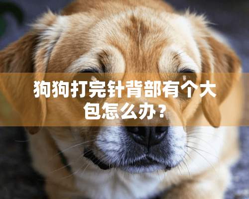 狗狗打完针背部有个大包怎么办？