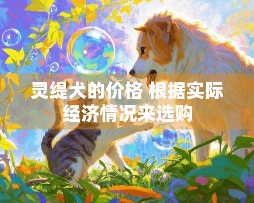 灵缇犬的价格 根据实际经济情况来选购