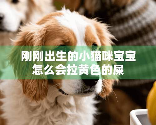 刚刚出生的小猫咪宝宝怎么会拉**的屎