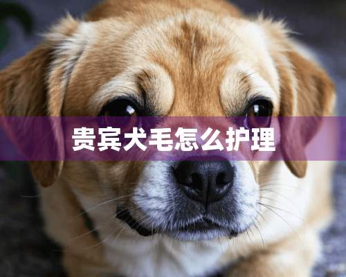 贵宾犬毛怎么护理