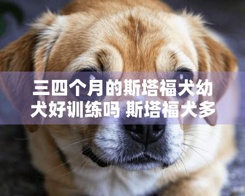 三四个月的斯塔福犬幼犬好训练吗 斯塔福犬多少钱