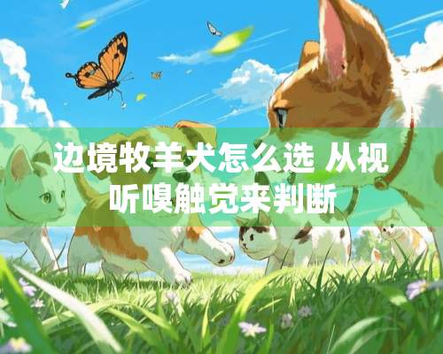 边境牧羊犬怎么选 从视听嗅触觉来判断