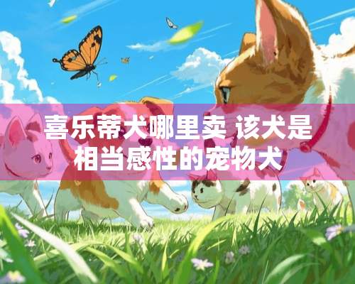 喜乐蒂犬哪里卖 该犬是相当感性的宠物犬