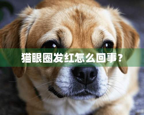 猫眼圈发红怎么回事？