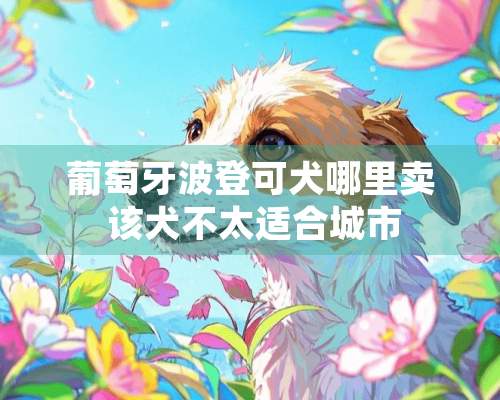 葡萄牙波登可犬哪里卖 该犬不太适合城市