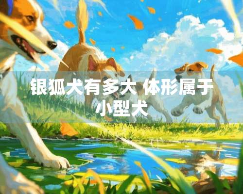 银狐犬有多大 体形属于小型犬