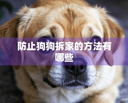 防止狗狗拆家的方法有哪些