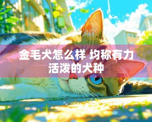 金毛犬怎么样 均称有力活泼的犬种