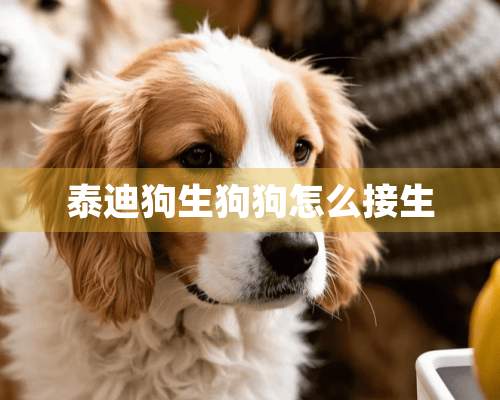 泰迪狗生狗狗怎么接生