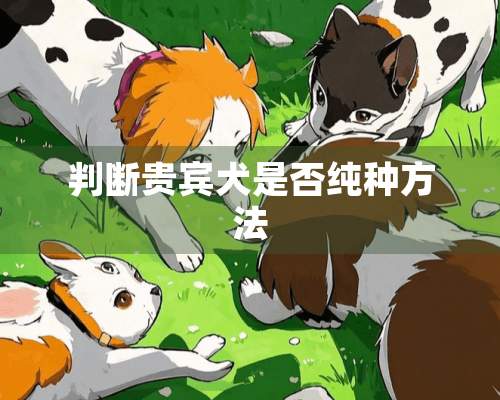 判断贵宾犬是否纯种方法