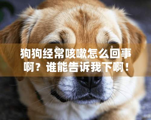 狗狗经常咳嗽怎么回事啊？谁能告诉我下啊！