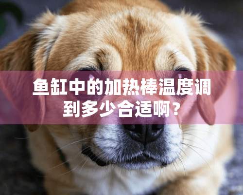 鱼缸中的加热棒温度调到多少合适啊？