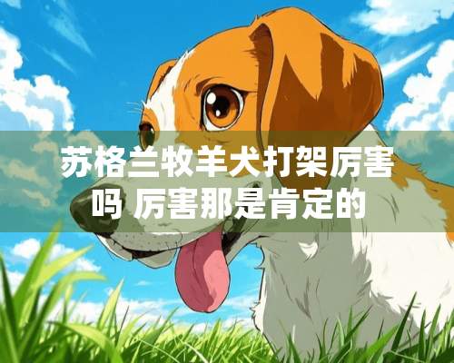 苏格兰牧羊犬打架厉害吗 厉害那是肯定的