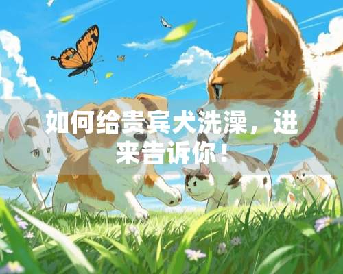 如何给贵宾犬洗澡，进来告诉你！