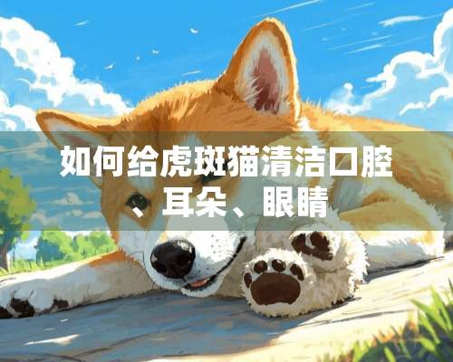 如何给虎斑猫清洁口腔、耳朵、眼睛