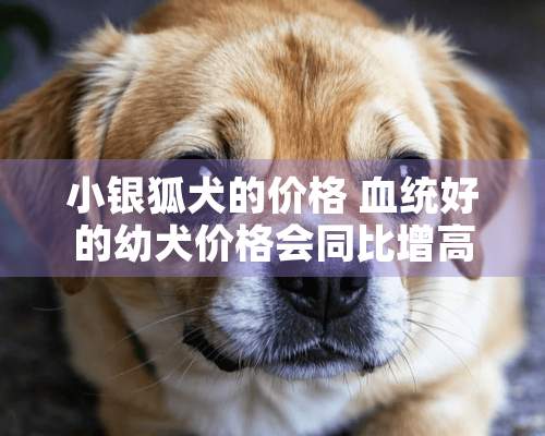 小银狐犬的价格 血统好的幼犬价格会同比增高500元