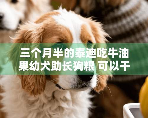 三个月半的泰迪吃牛油果幼犬助**粮 可以干吃了吗