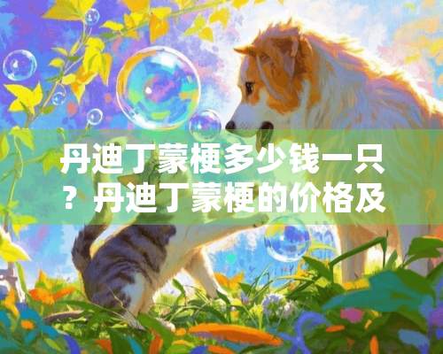 丹迪丁蒙梗多少钱一只？丹迪丁蒙梗的价格及购买方法介