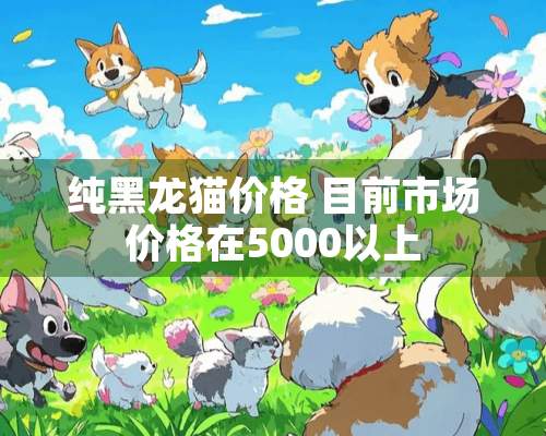 纯黑龙猫价格 目前市场价格在5000以上