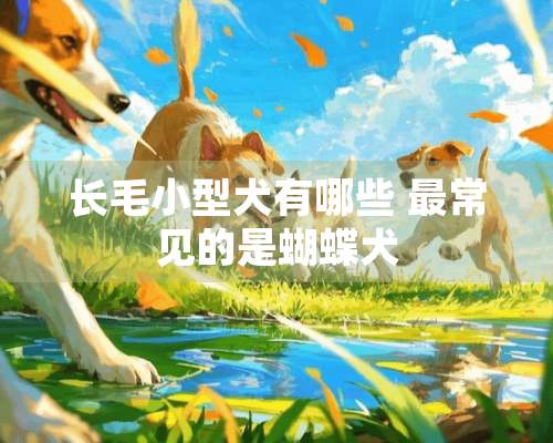 长毛小型犬有哪些 最常见的是蝴蝶犬