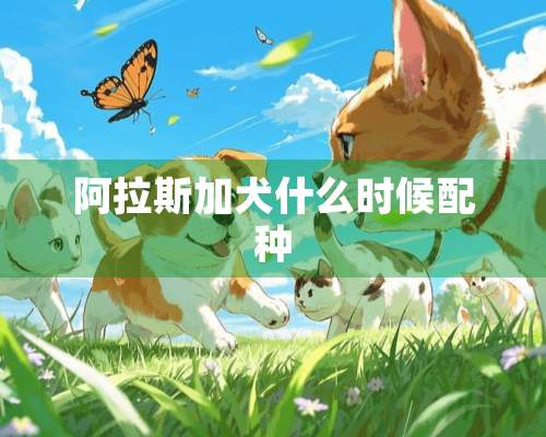 阿拉斯加犬什么时候配种