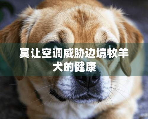 莫让空调威胁边境牧羊犬的健康