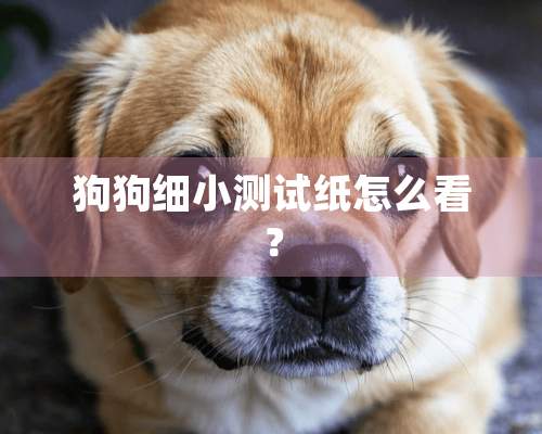 狗狗细小测试纸怎么看？