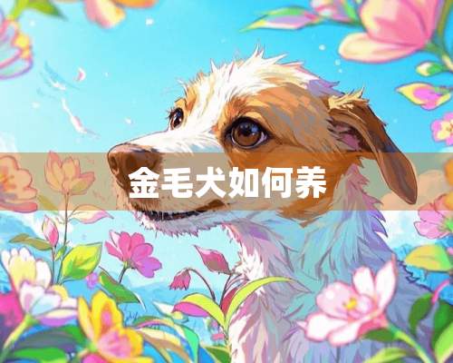 金毛犬如何养