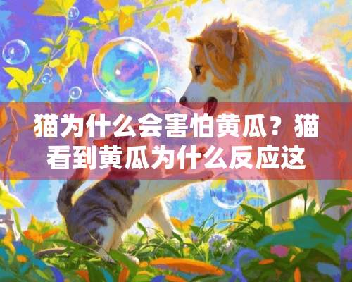 猫为什么会害怕黄瓜？猫看到黄瓜为什么反应这么激烈