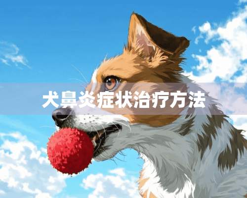 犬鼻炎症状治疗方法