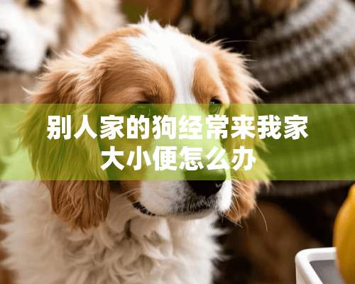 别人家的狗经常来我家大小便怎么办