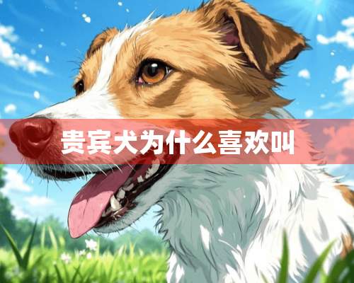 贵宾犬为什么喜欢叫