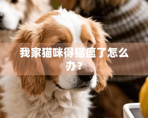 我家猫咪得猫瘟了怎么办？