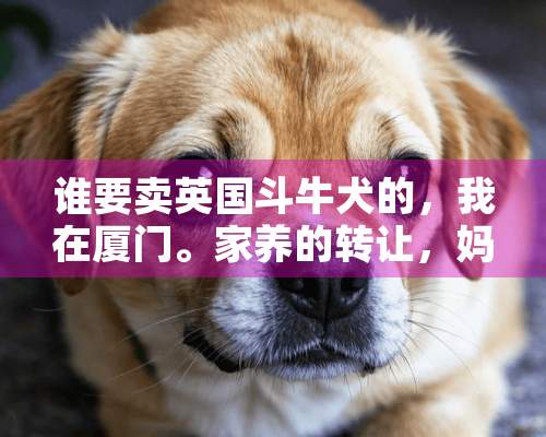 谁要卖英国斗牛犬的，我在厦门。家养的转让，妈妈身体不好无法照顾了。九个月了全白色非常漂亮。1500