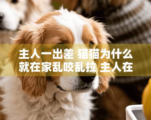 主人一出差 猫猫为什么就在家乱咬乱拉 主人在家就乖的狠