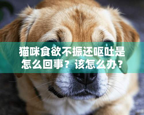 猫咪食欲不振还呕吐是怎么回事？该怎么办？