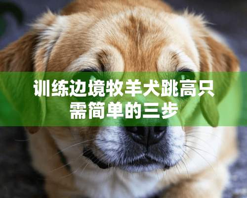 训练边境牧羊犬跳高只需简单的三步