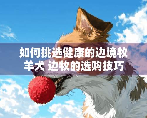 如何挑选健康的边境牧羊犬 边牧的选购技巧