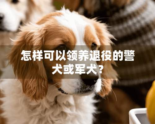 怎样可以领养退役的警犬或军犬？