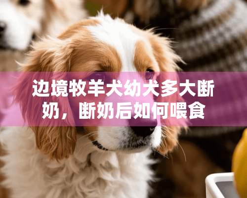 边境牧羊犬幼犬多大断奶，断奶后如何喂食