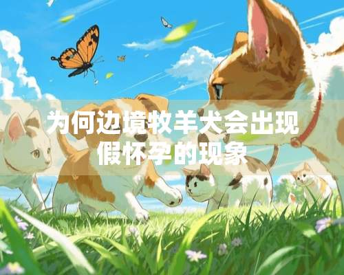 为何边境牧羊犬会出现假怀孕的现象