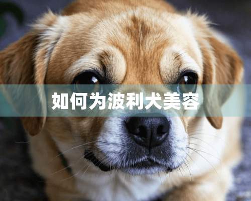 如何为波利犬美容