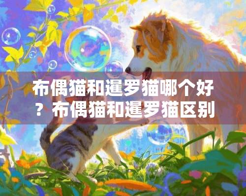 布偶猫和暹罗猫哪个好？布偶猫和暹罗猫区别