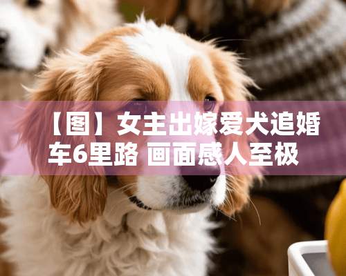 【图】女主出嫁爱犬追婚车6里路 画面感人至极！