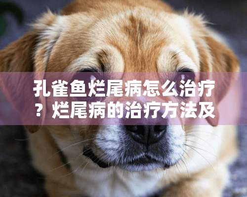 孔雀鱼烂尾病怎么治疗？烂尾病的治疗方法及预防措施