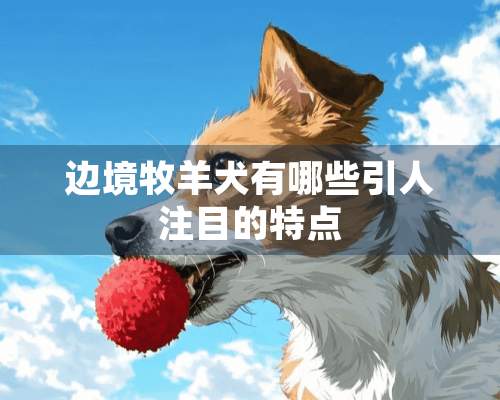 边境牧羊犬有哪些引人注目的特点